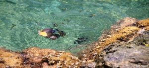 Natural Tide Pools In St Martin natural secret tide pools