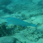 Ile Tintamarre