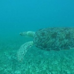 Ile Tintamarre
