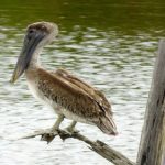 National Nature Reserve
